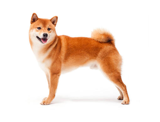 small shiba breed