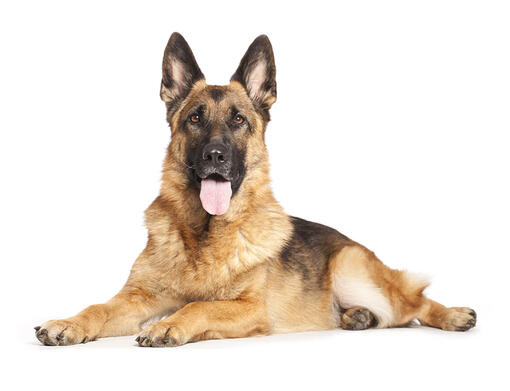 german shepherd good quality