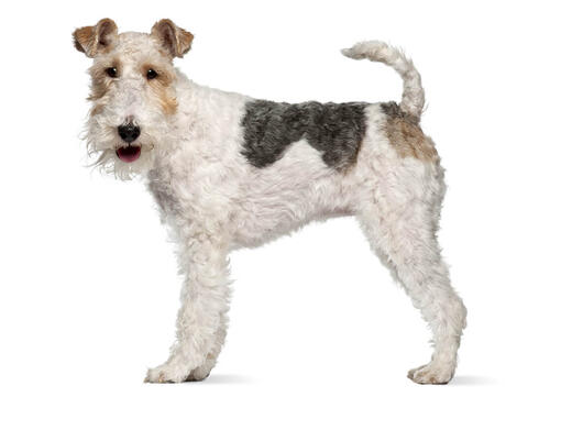 toy wire fox terrier