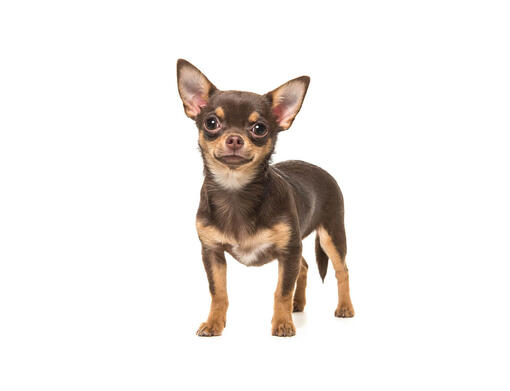 coat chihuahua