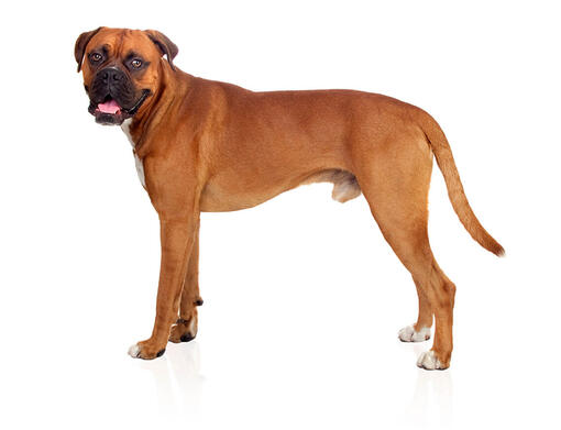 large breed boxer