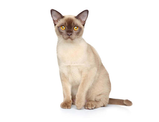 best food for burmese cats