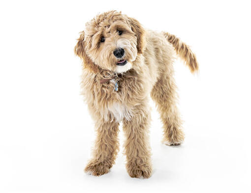 goldendoodle websites