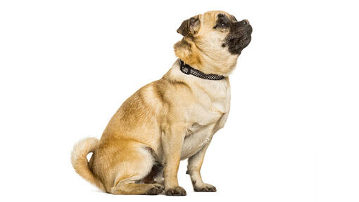 Chug Dog Breed Information Purina