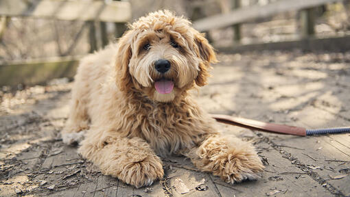 Goldendoodle store apartment living