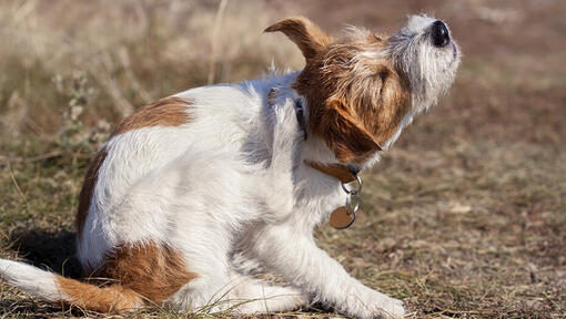 Treatment for harvest mites in clearance dogs