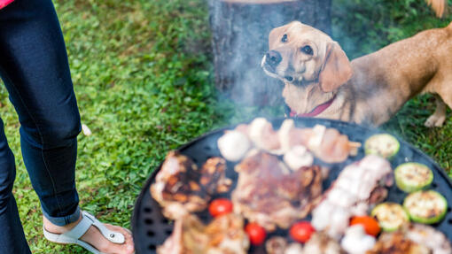 Can dogs eat hotsell a pork chop bone