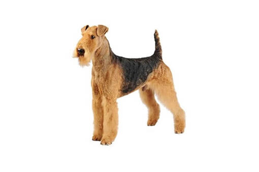 Famous store airedale terriers