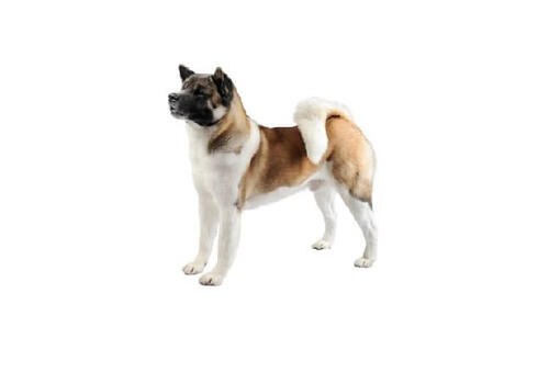 Akita height sales