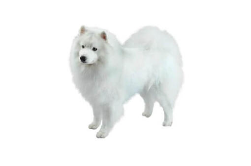 White american best sale eskimo puppy