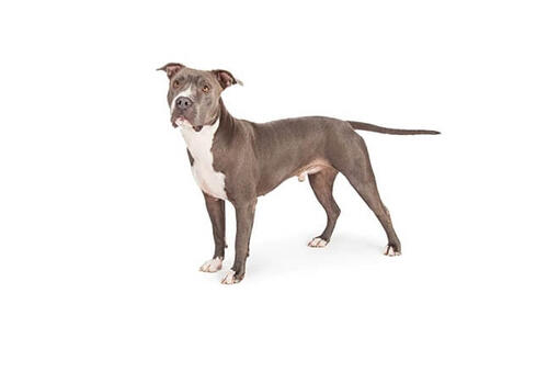 American staffordshire terrier with best sale other dogs