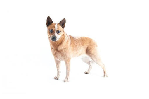 Red best sale heeler hypoallergenic