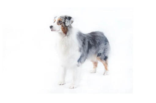 Wire haired australian outlet shepherd