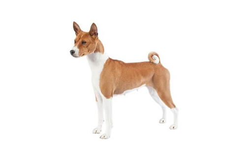 Basenji store hypoallergenic dogs