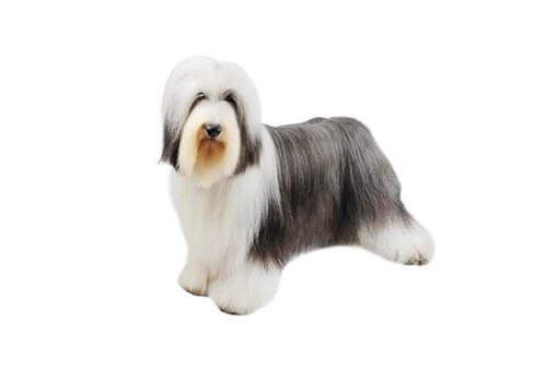 Bearded store collie hypoallergenic