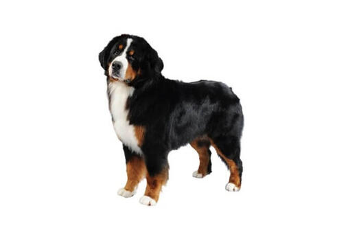 Long haired bernese mountain dog best sale