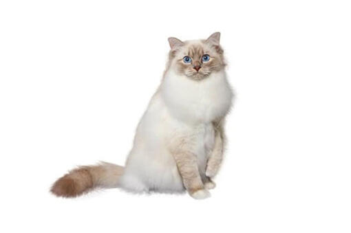 Birman Cat Breed Information  Purina