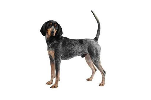 A blue tick hound sales dog