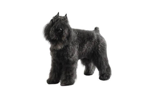 Bouvier de flounder hotsell