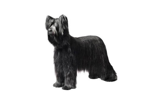 Briard fashion dog black