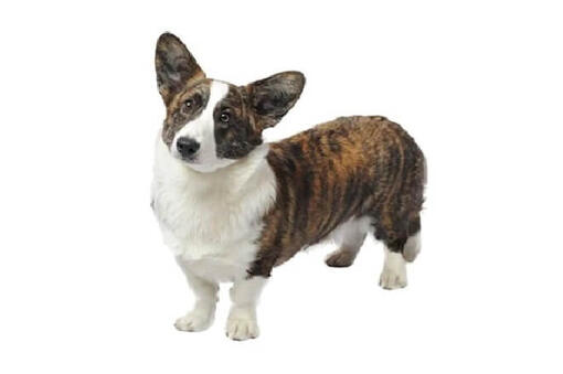 Fluffy cardigan welsh sales corgi