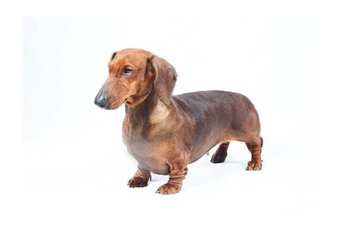 Dachshund Smooth Haired Dog Breed Information Purina