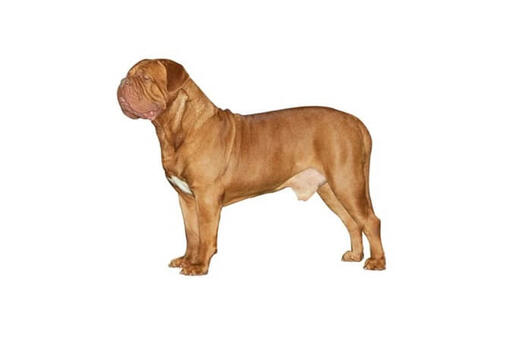 Breed of dog in turner 2024 and hooch