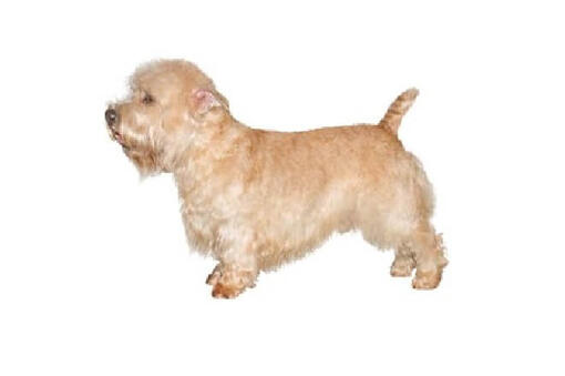 Glen of store imaal terrier hypoallergenic