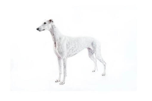 Pure greyhound 2024 for sale