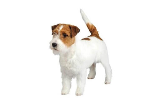 jack russell purina