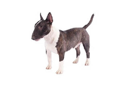 Miniature bull terrier sales kennels