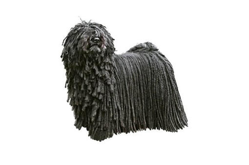 Fashion akc puli