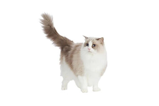 ragdoll purina