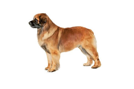 Leonberger best sale guard dog