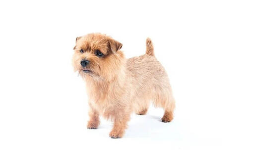 Norfolk terrier needs a hot sale home