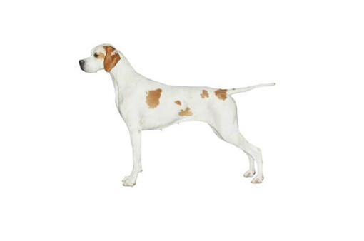 White sales pointer dog