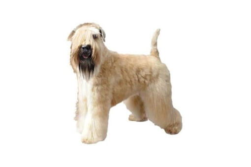 A best sale wheaten terrier