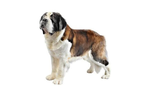 Done deal best sale st bernard