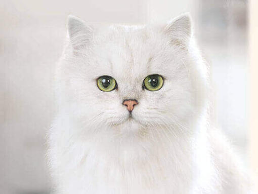 Purina british hot sale shorthair