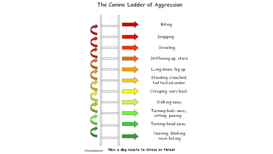 how to stop aggression between dogs