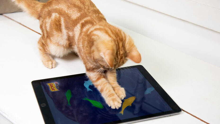 Ipad 2025 cat toy