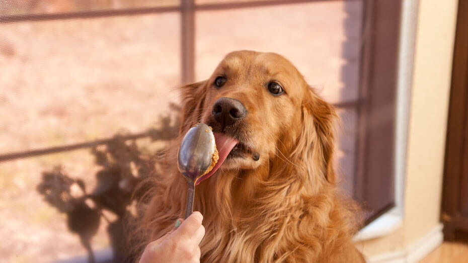 feeding peanuts to dogs