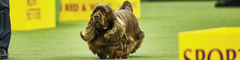 Akc sporting best sale group breeds